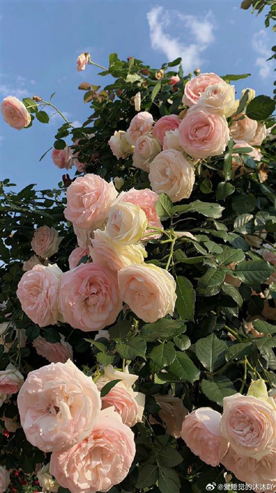 ཀོཝར་ཊི་ཟི་བེལ་ཇཱར།